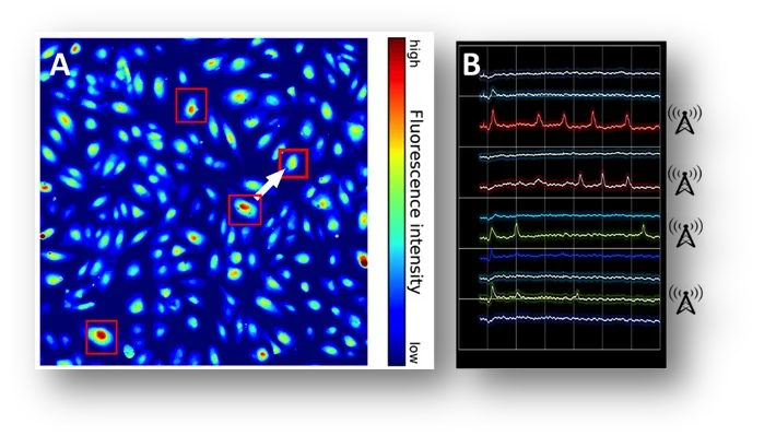 Nodes of Communication within a Monolayer