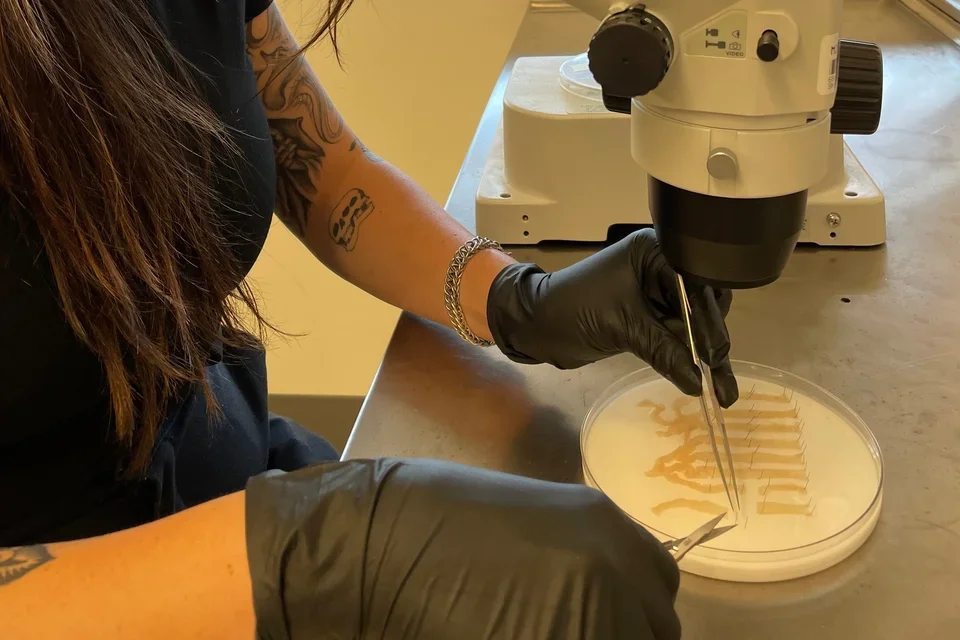 3D intestine imaging preparation