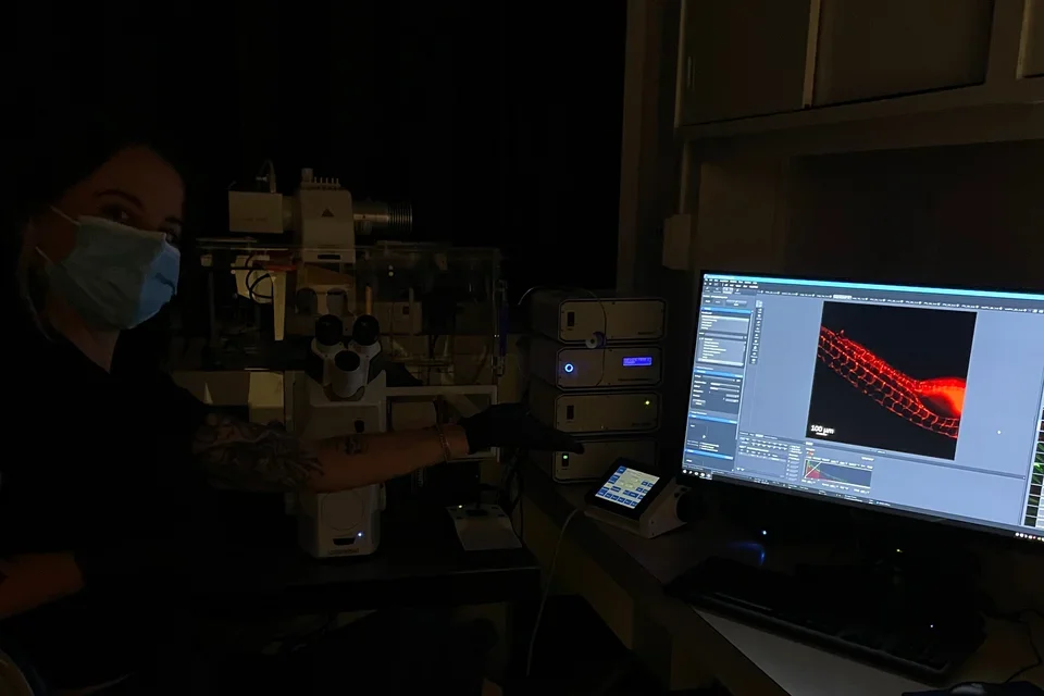 Live imaging blood vessels in a fish