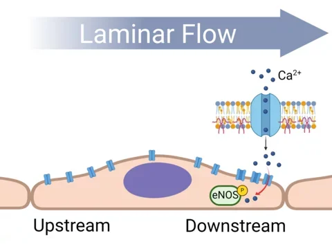Laminar flow illustration showing tendency of downstream calcium entry. More in caption.