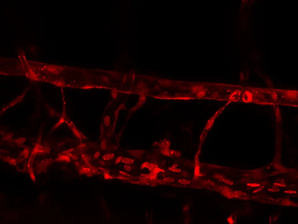Live imaging of zebrafish dorsal aorta