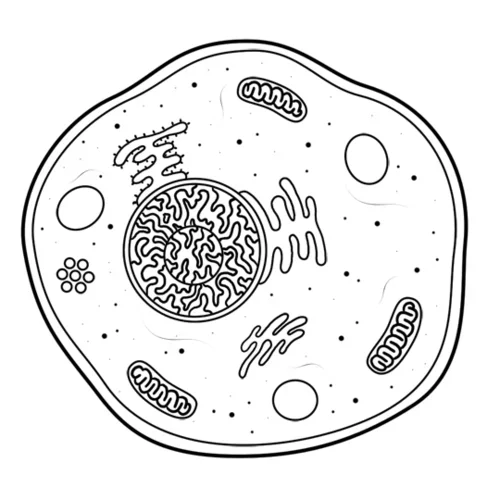 cell