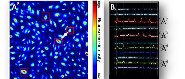 Nodes of Communication within a Monolayer