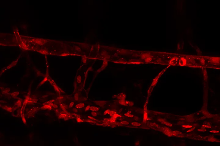 Live imaging of zebrafish dorsal aorta
