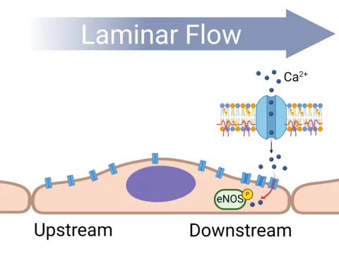 Laminar flow illustration showing tendency of downstream calcium entry. More in caption.