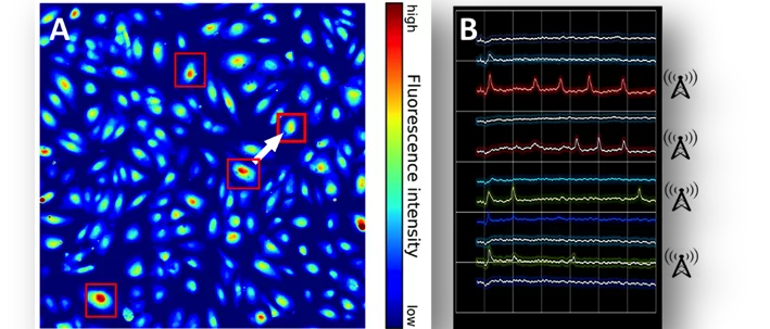 Nodes of Communication within a Monolayer